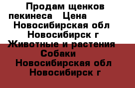 Продам щенков пекинеса › Цена ­ 7 000 - Новосибирская обл., Новосибирск г. Животные и растения » Собаки   . Новосибирская обл.,Новосибирск г.